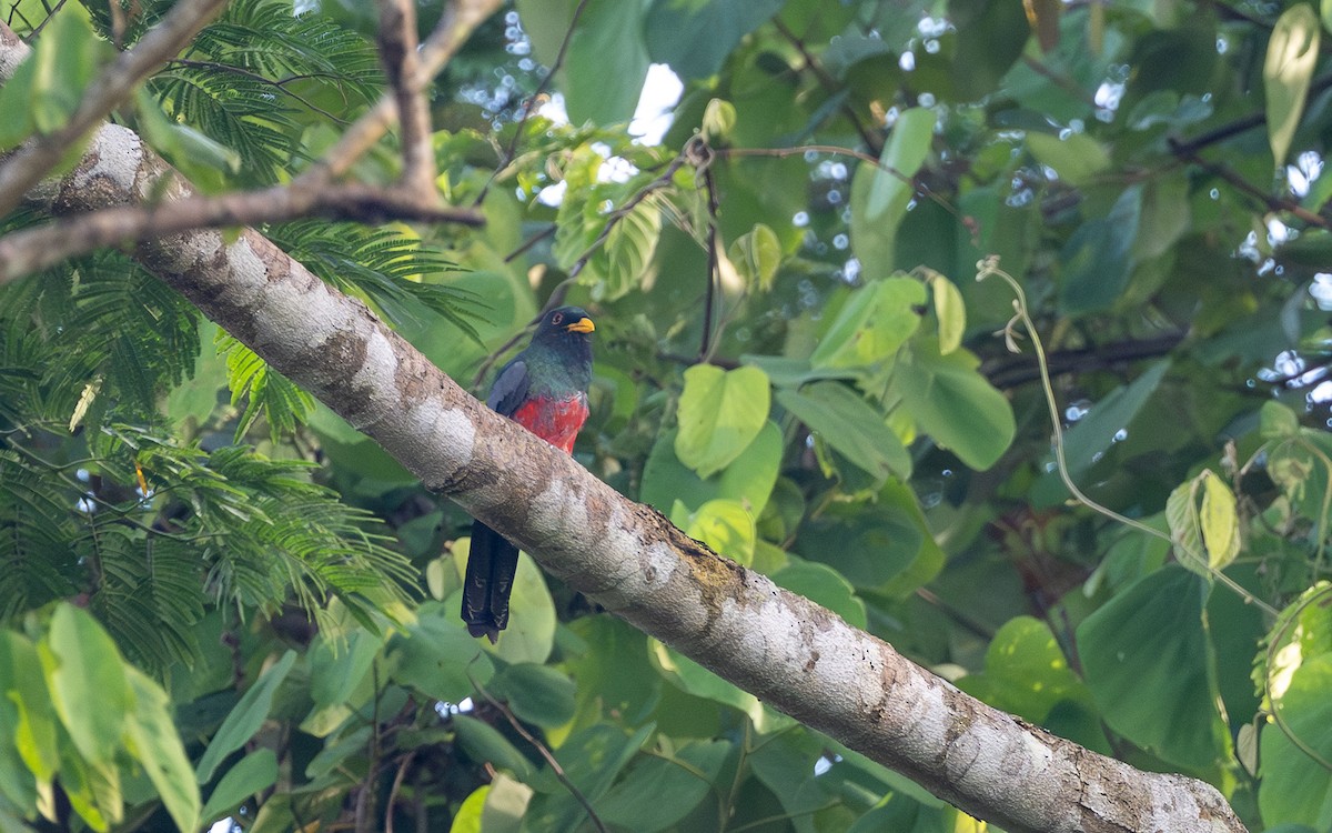 クビワオグロキヌバネドリ - ML646101462