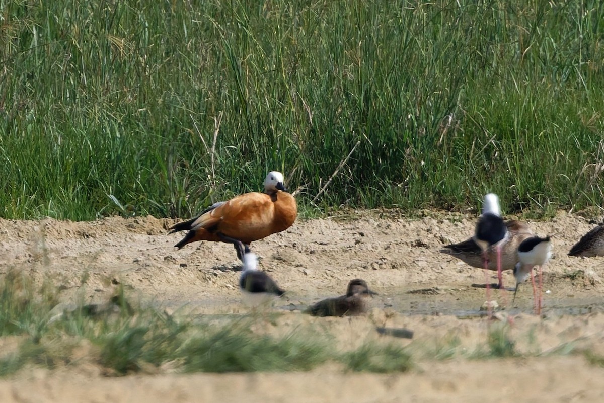 アカツクシガモ - ML646101463