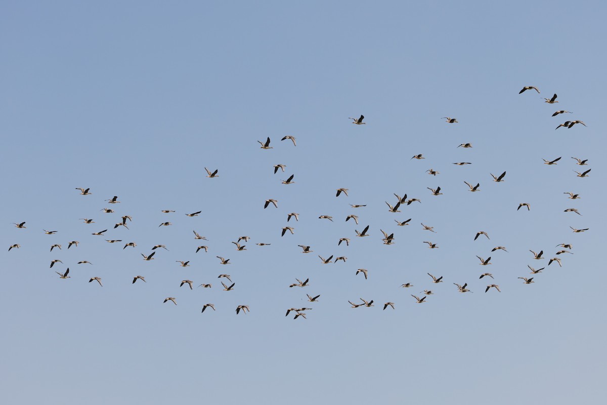 Greater White-fronted Goose - ML646101464