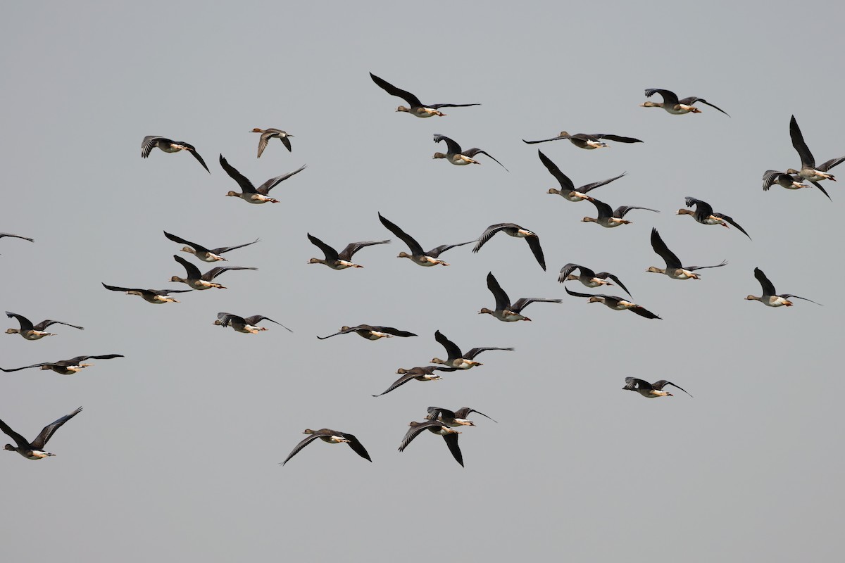 Greater White-fronted Goose - ML646101465