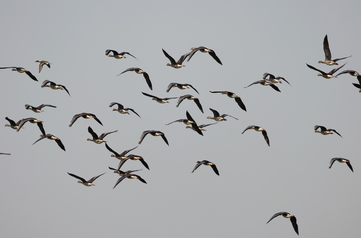 Greater White-fronted Goose - ML646101466