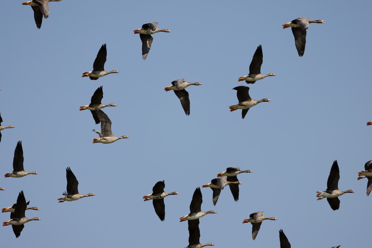 Greater White-fronted Goose - ML646101467