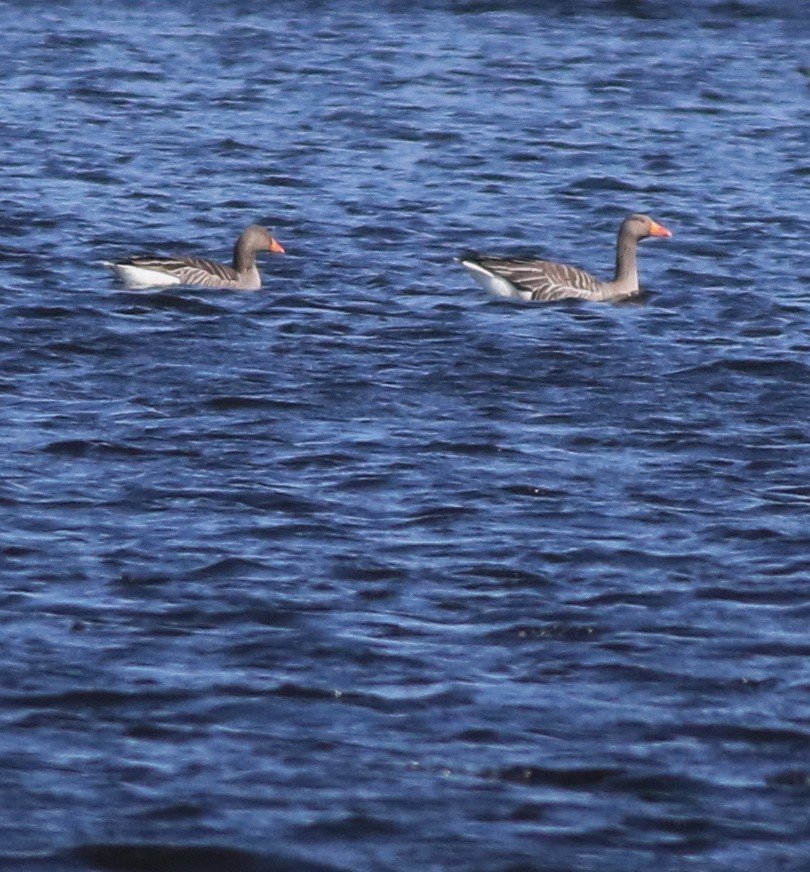 ハイイロガン - ML646101473