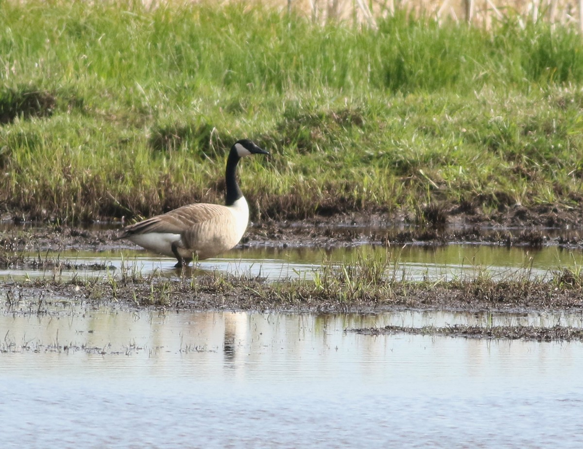 カナダガン - ML646101475