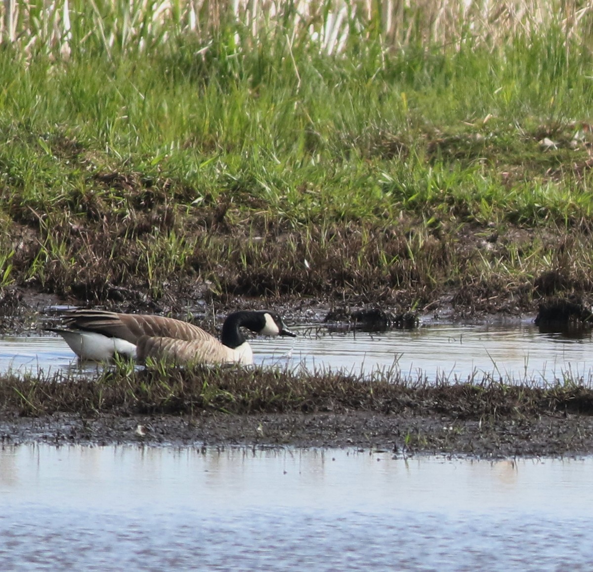 カナダガン - ML646101476