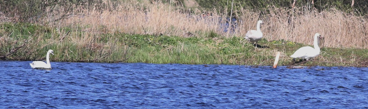 コブハクチョウ - ML646101477