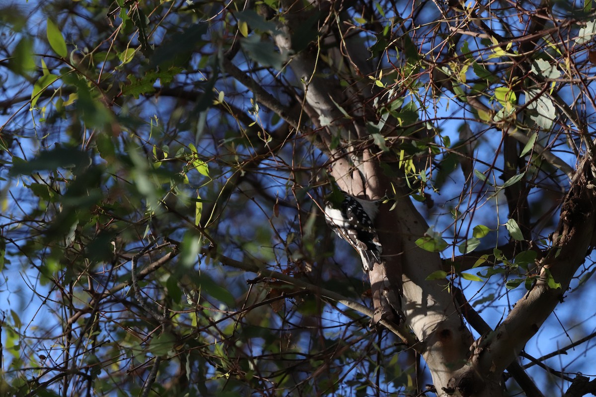 セジロコゲラ - ML646101478