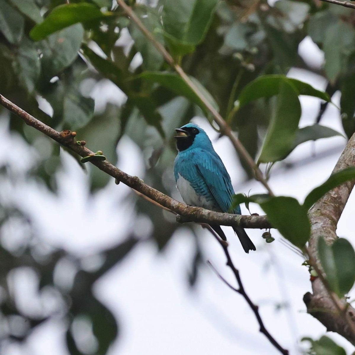 ツバメフウキンチョウ - ML646101479