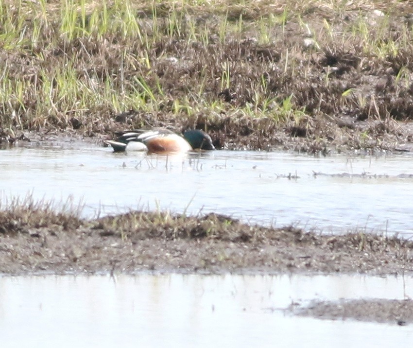 ハシビロガモ - ML646101480