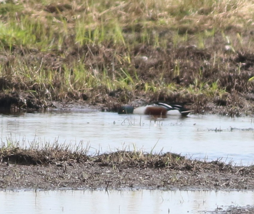 ハシビロガモ - ML646101481