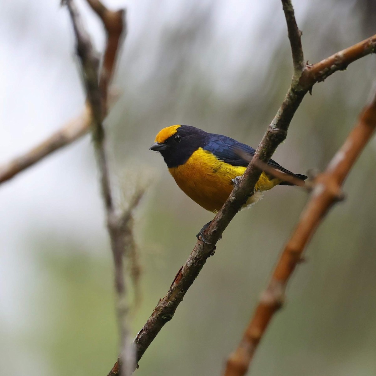 キバラスミレフウキンチョウ - ML646101482