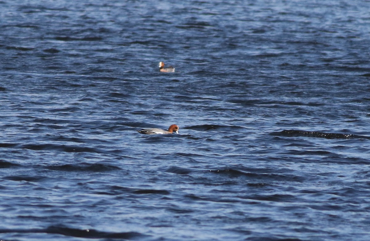 ヒドリガモ - ML646101483