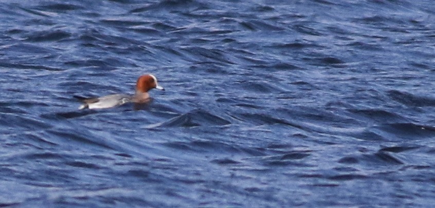 ヒドリガモ - ML646101484