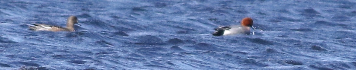 ヒドリガモ - ML646101485