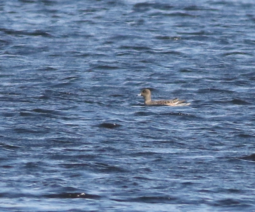 ヒドリガモ - ML646101486