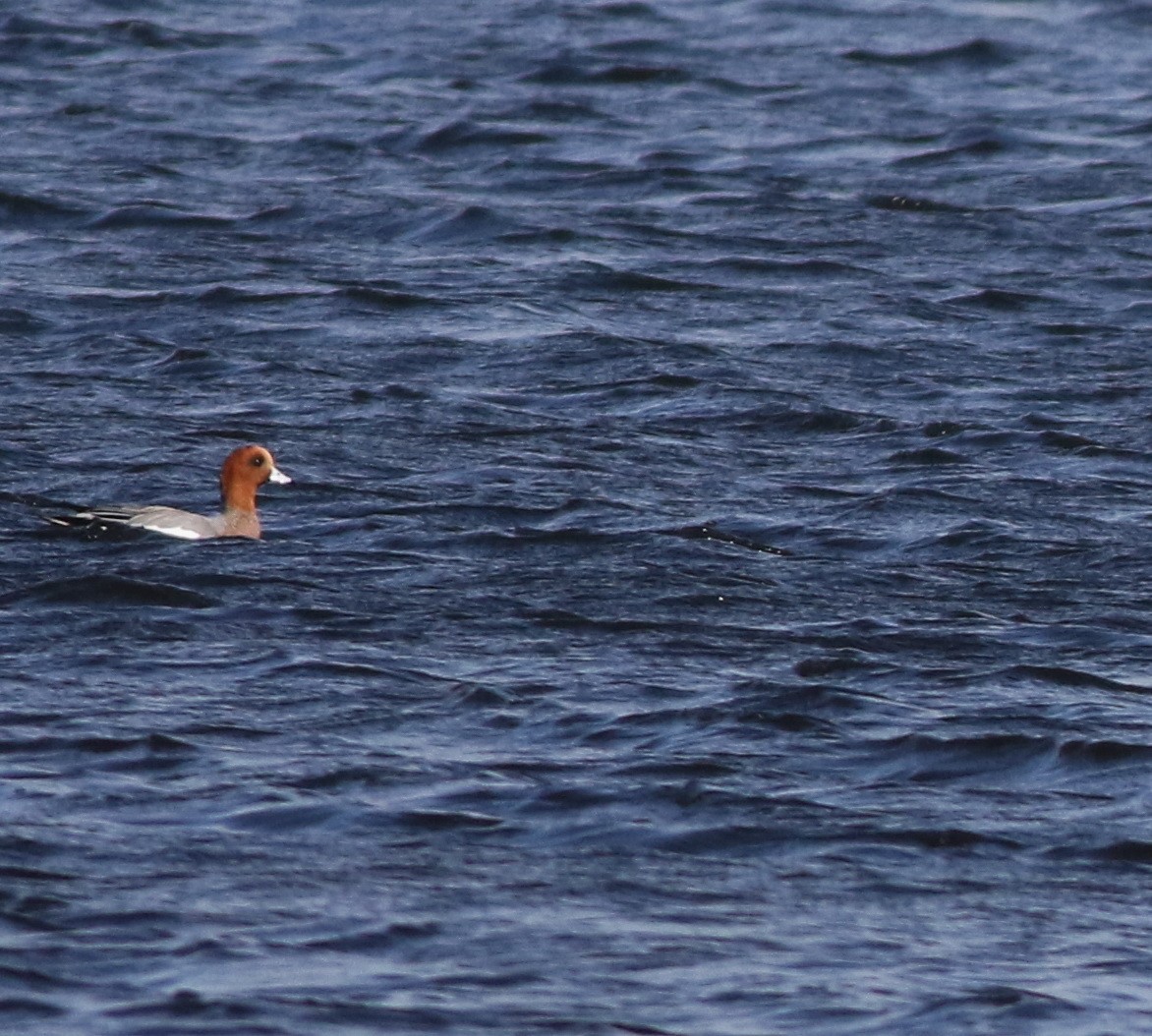 ヒドリガモ - ML646101487