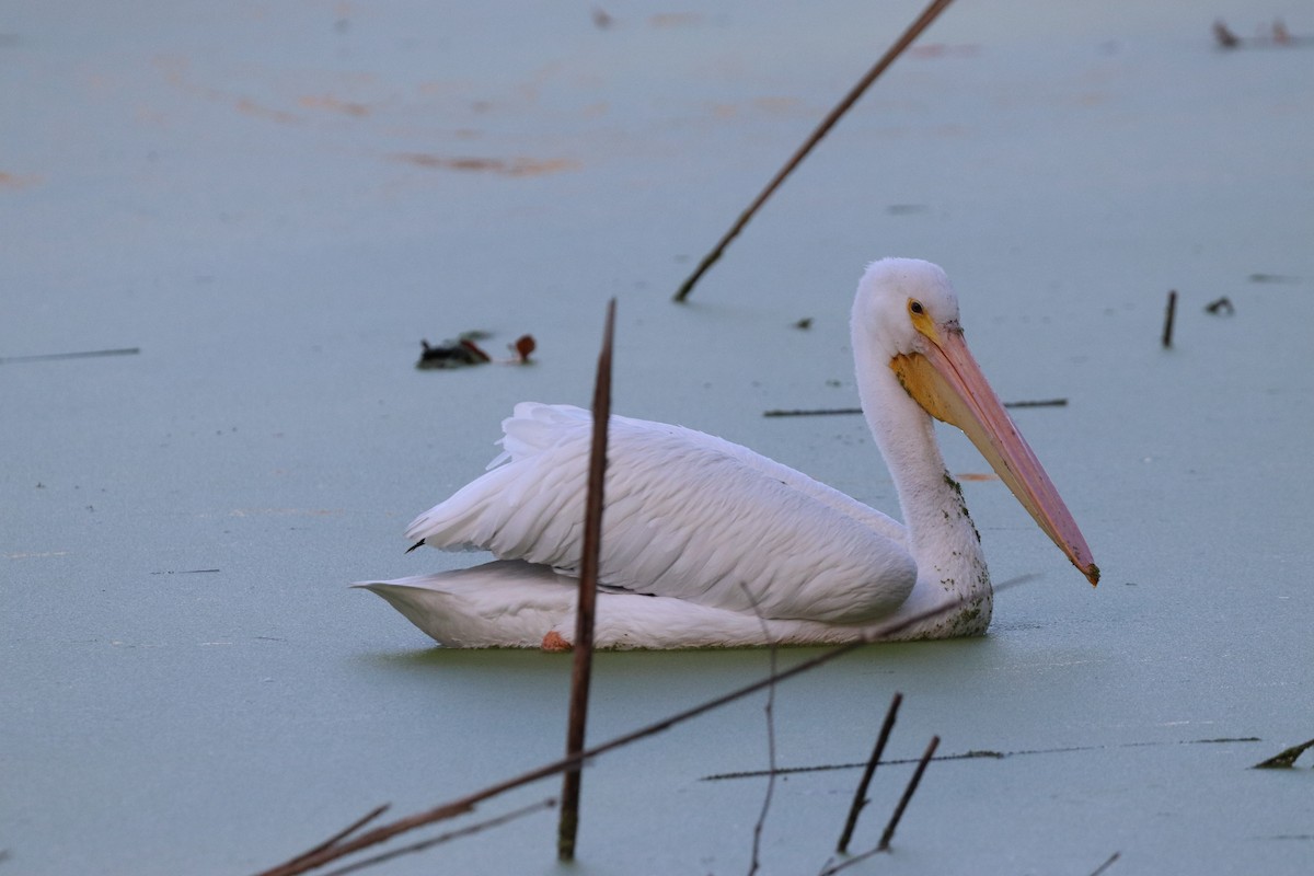 アメリカシロペリカン - ML646101488