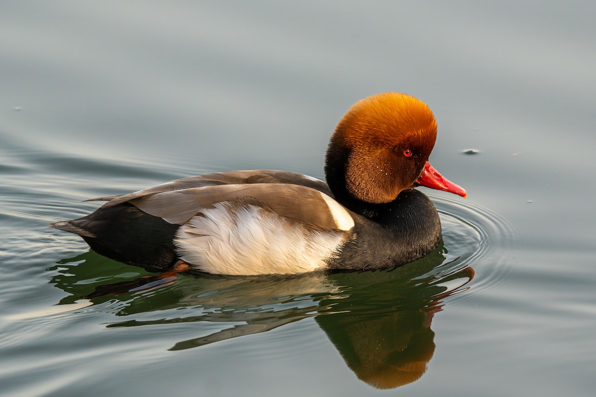 アカハシハジロ - ML646101489