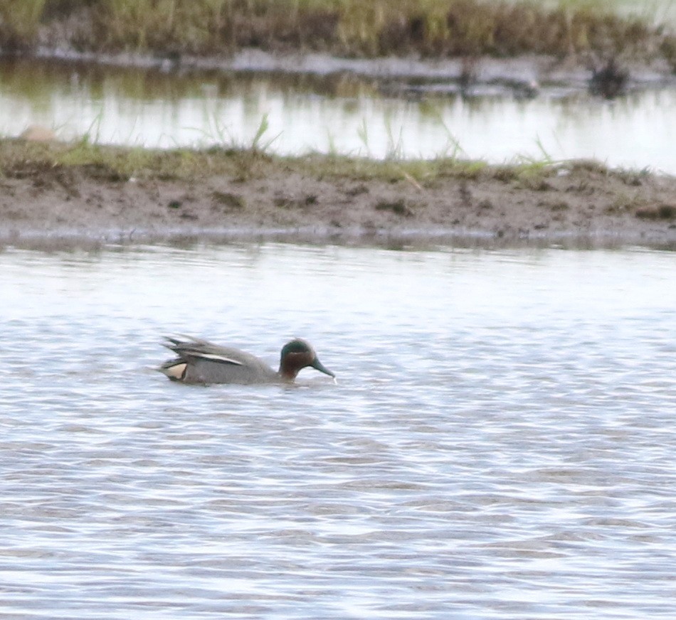 コガモ - ML646101490