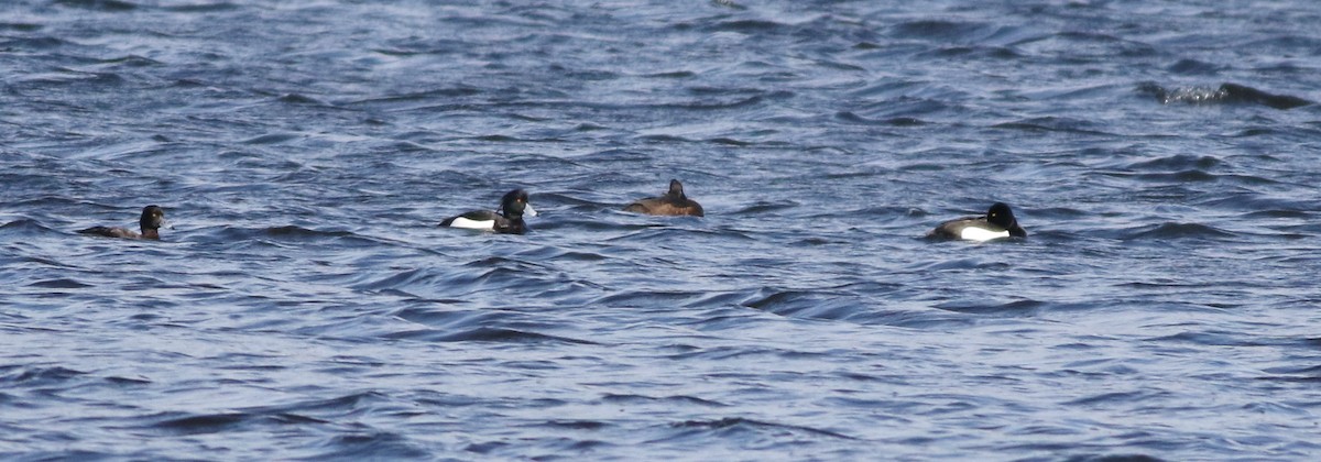 キンクロハジロ - ML646101491