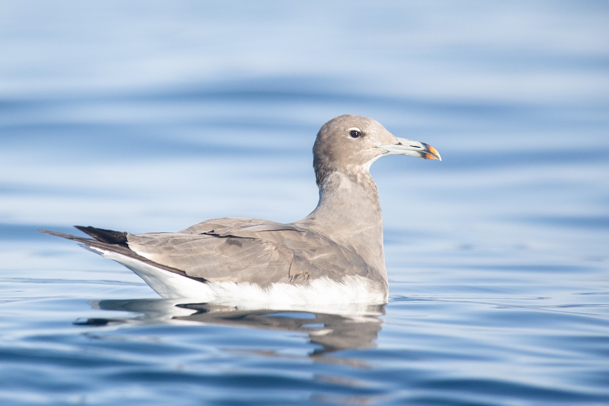 sotmåke - ML646101492