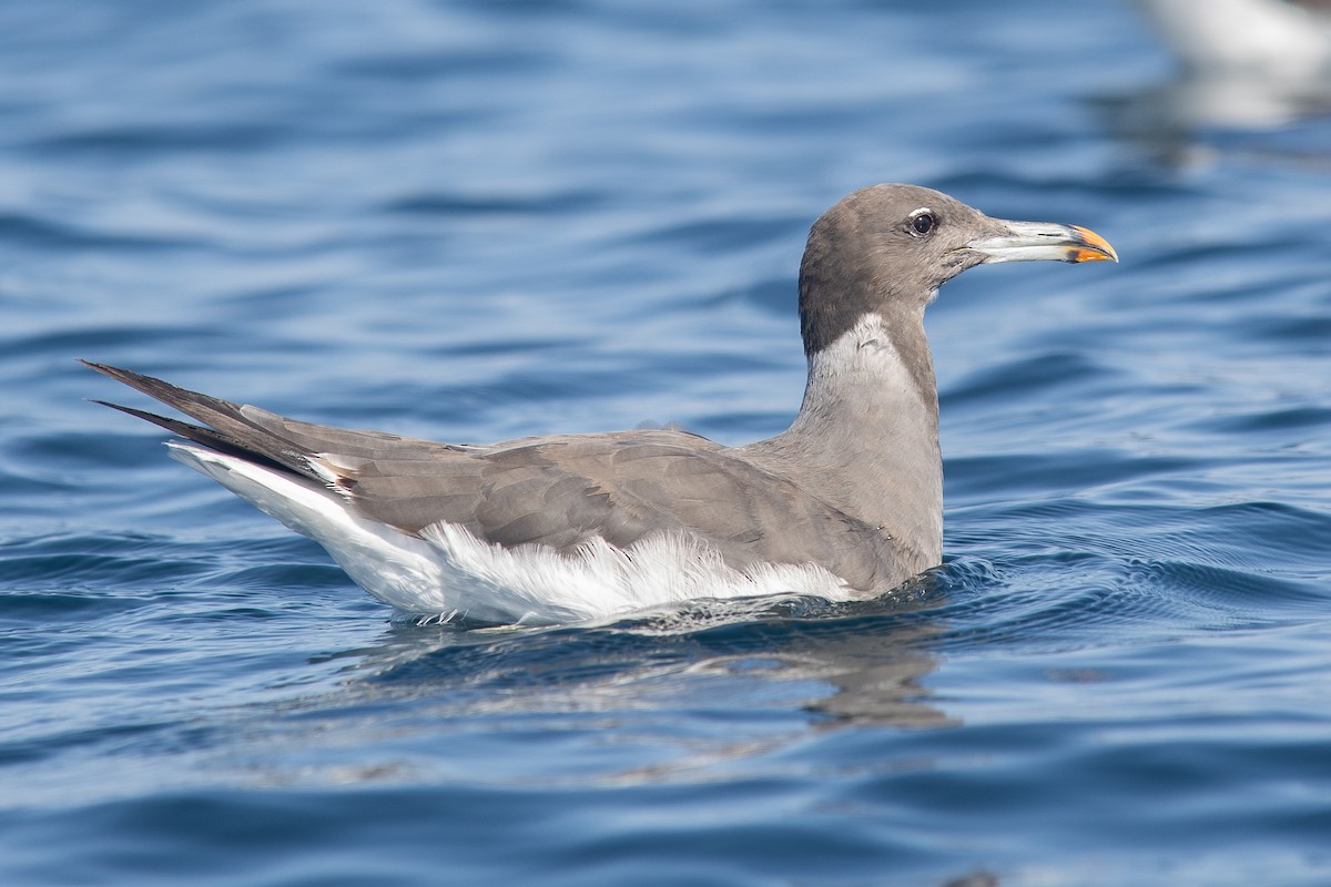 sotmåke - ML646101493