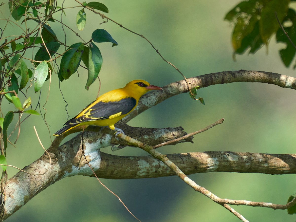 インドコウライウグイス - ML646101494