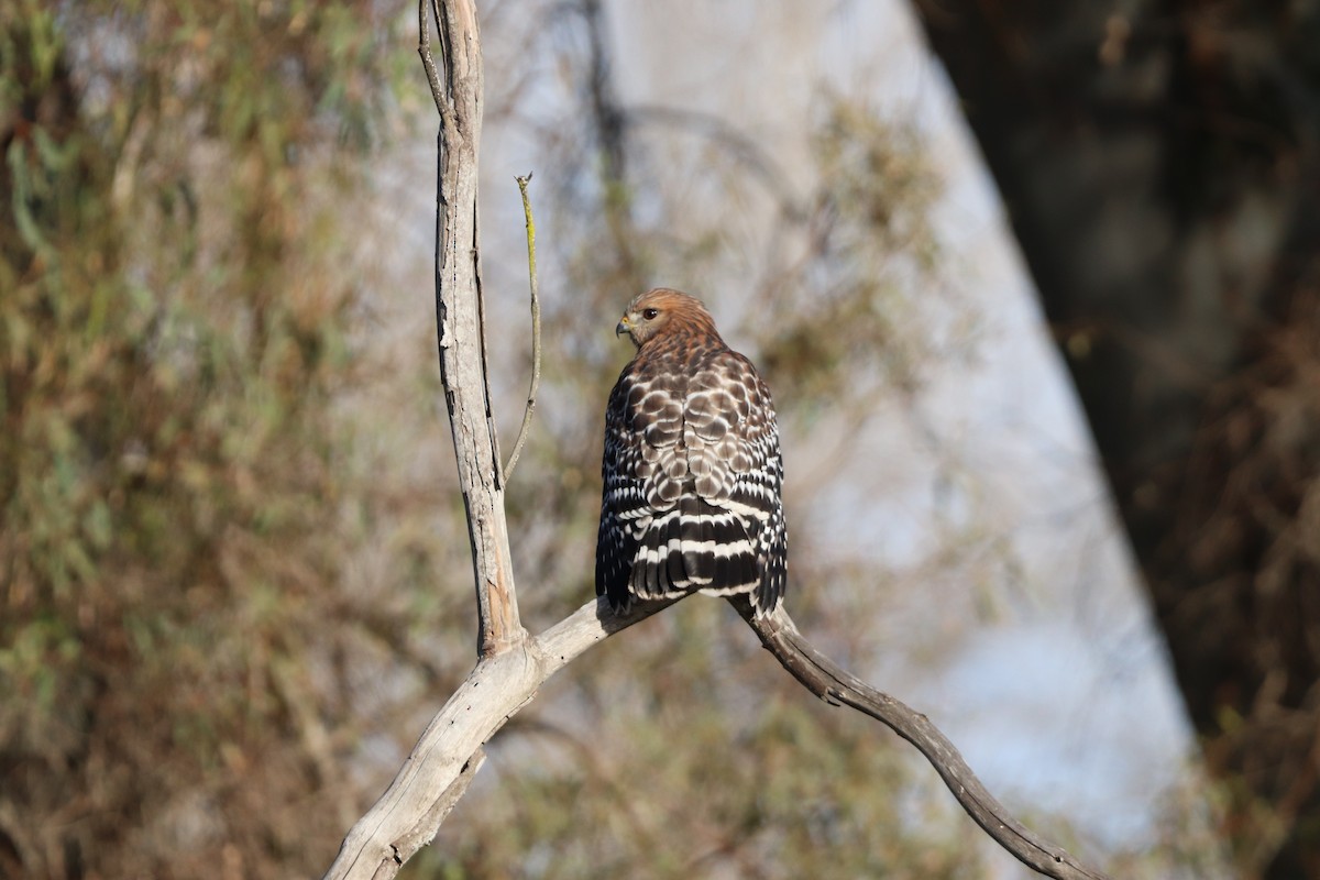 Red-shouldered Hawk - ML646101495