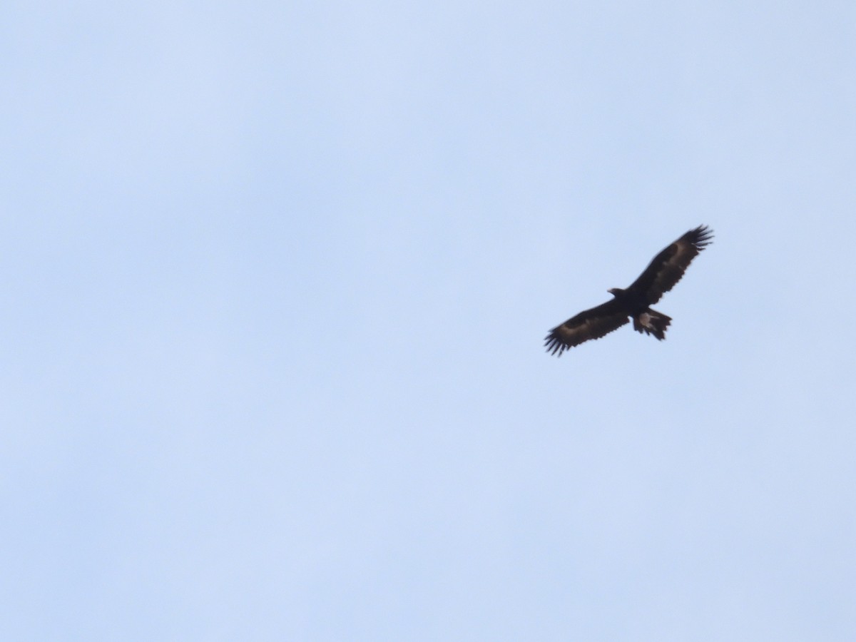 Wedge-tailed Eagle - ML646101497