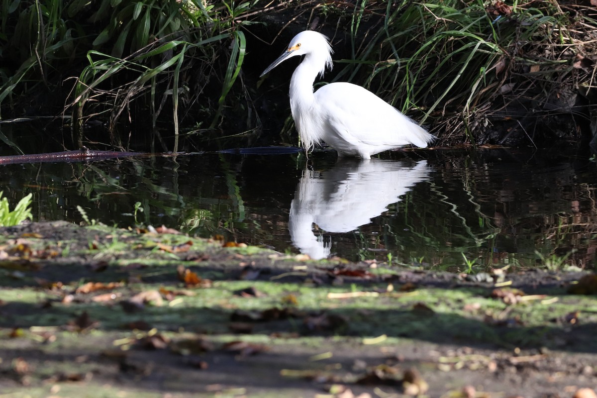 Snowy Egret - ML646101499