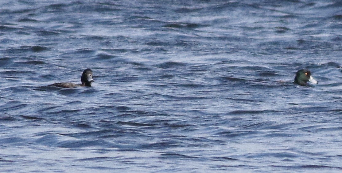 Greater Scaup - ML646101500