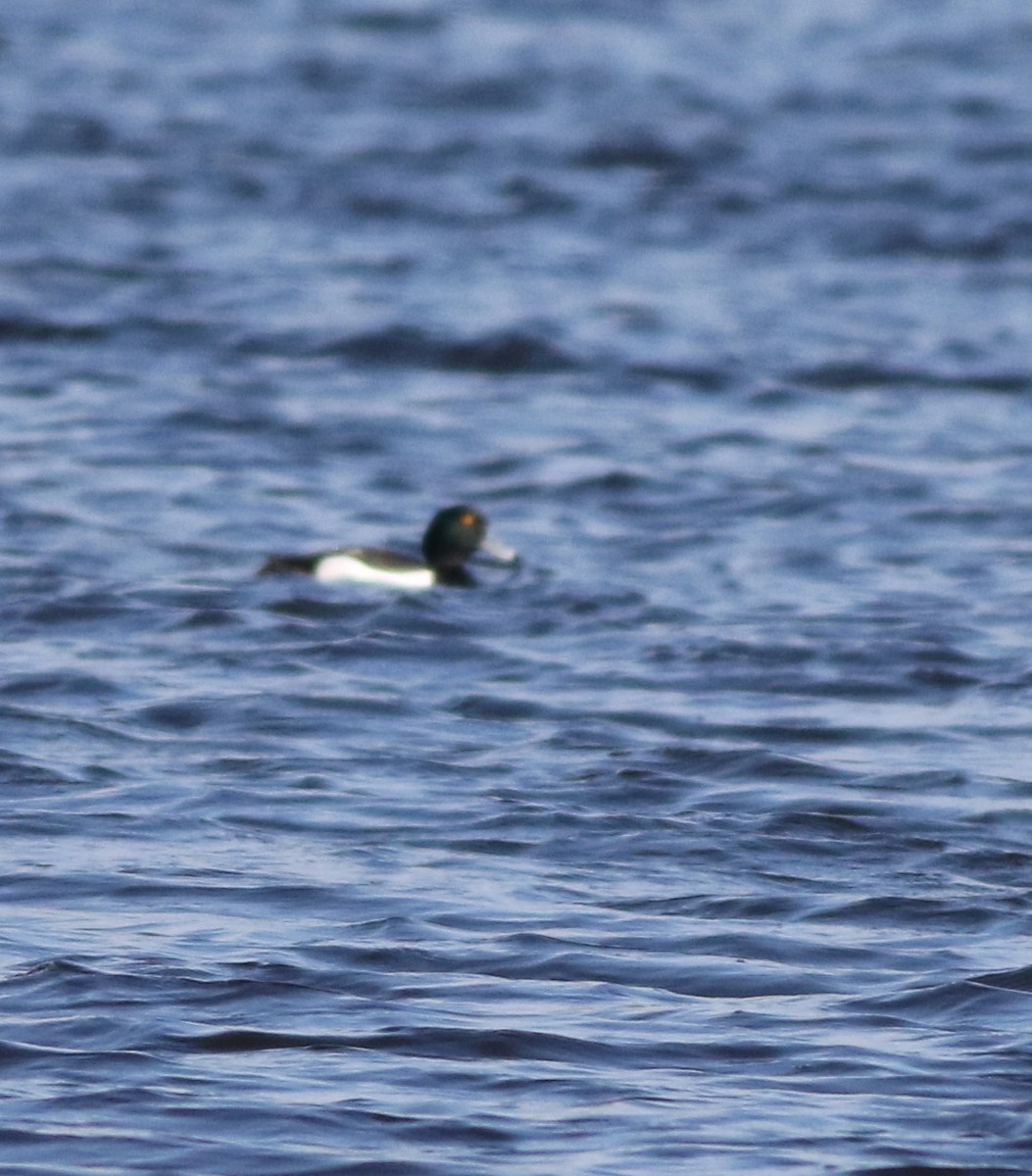 Greater Scaup - ML646101501