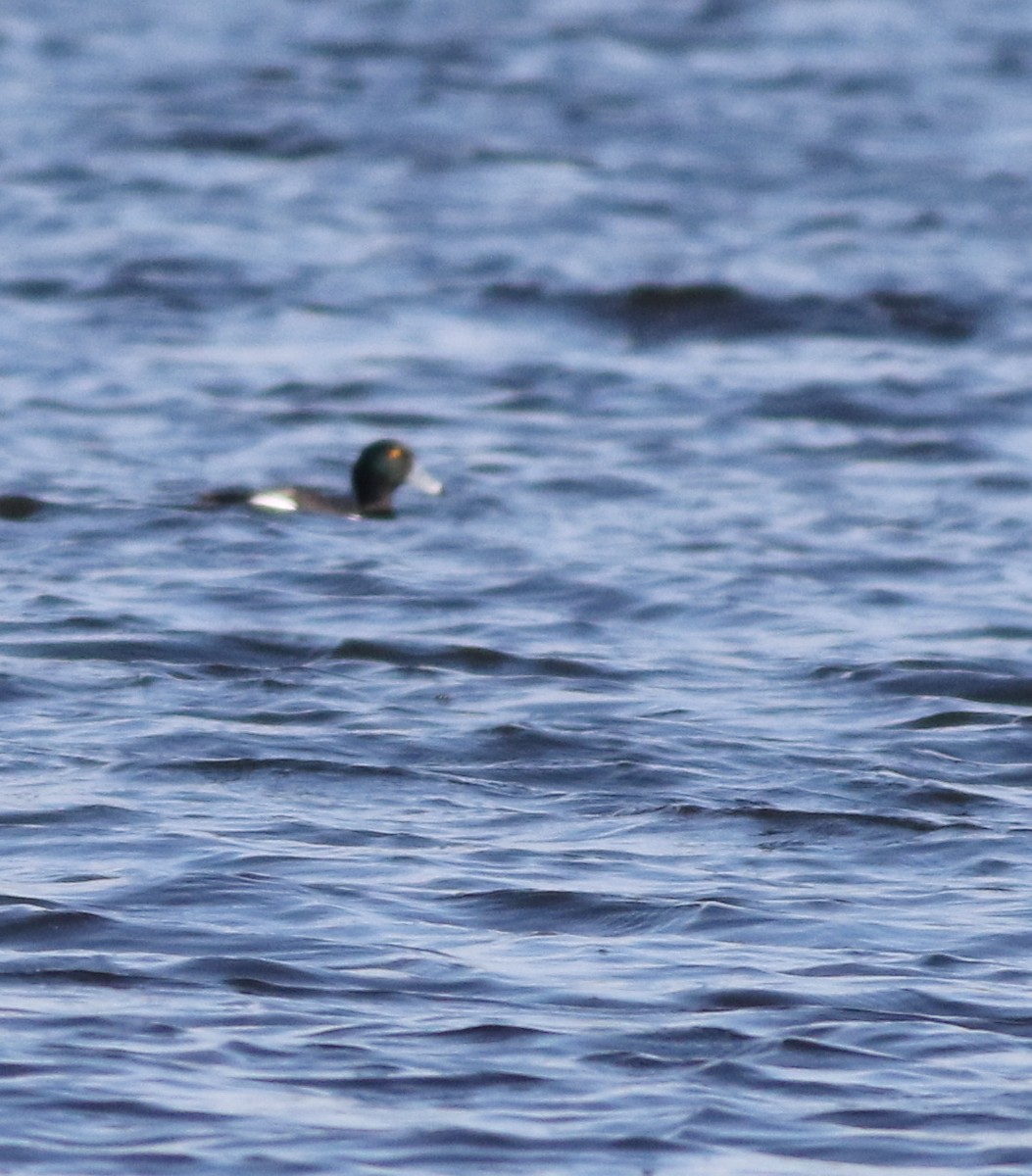 Greater Scaup - ML646101502