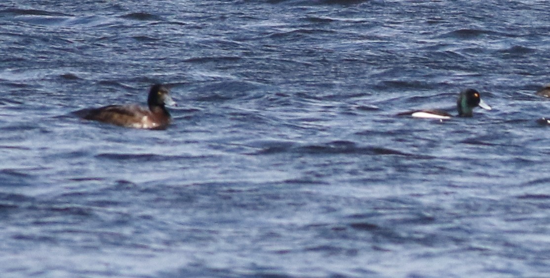 Greater Scaup - ML646101503