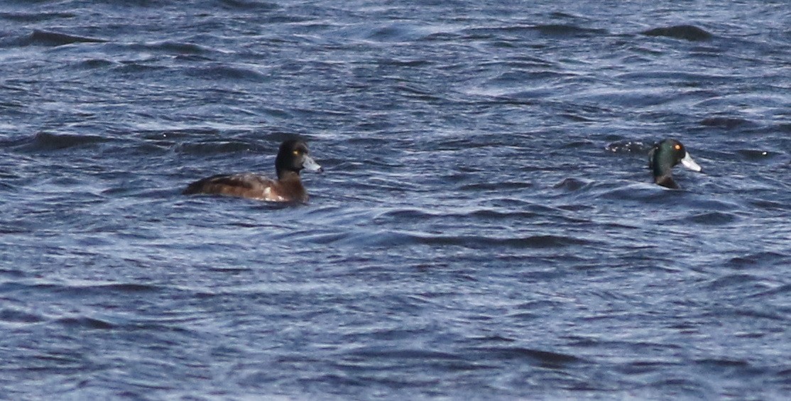 Greater Scaup - ML646101504