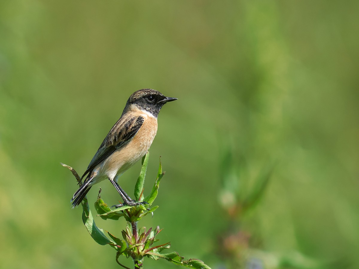 Siberian Stonechat - ML646101505