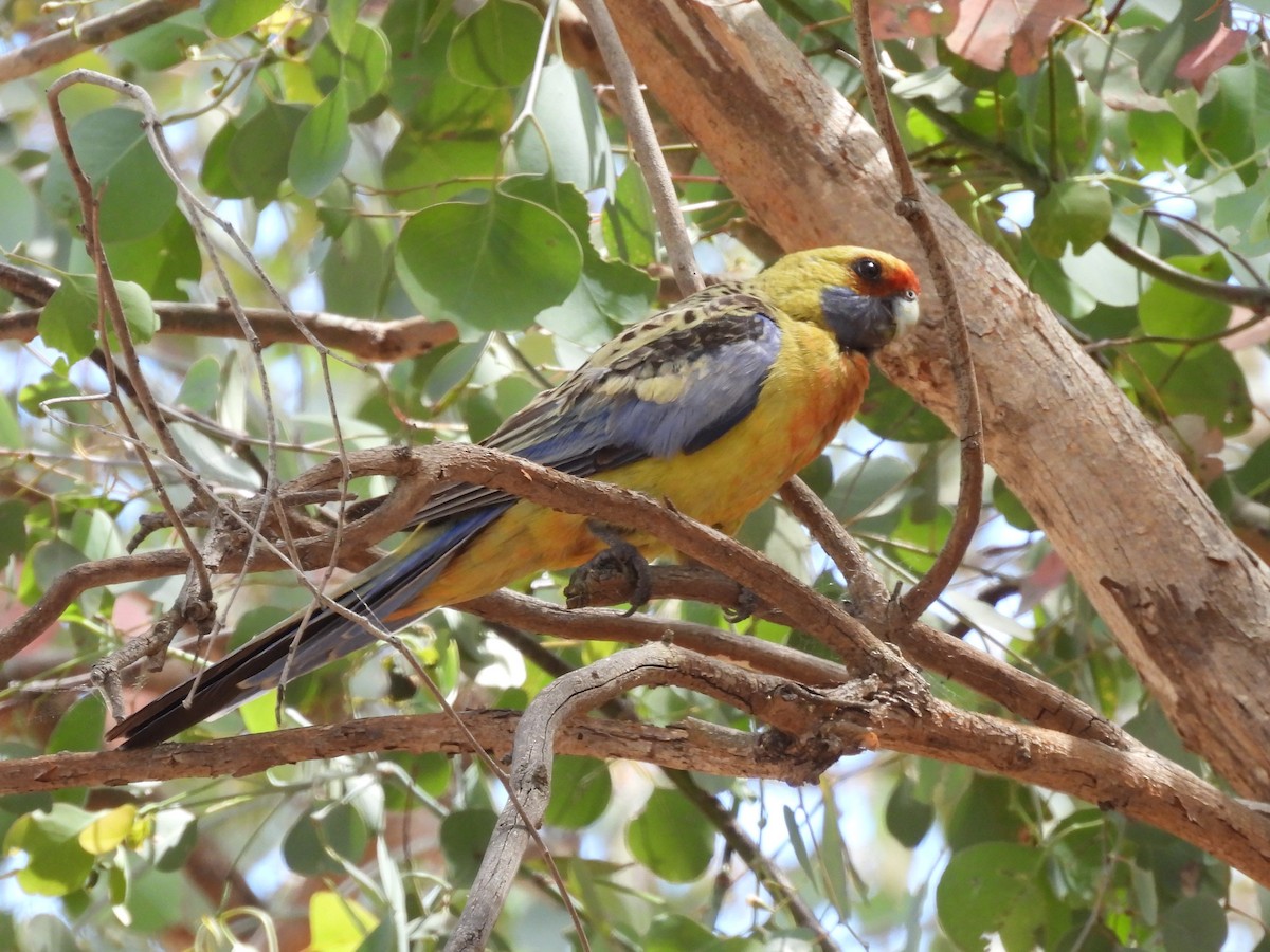 Crimson Rosella (Yellow) - ML646101506