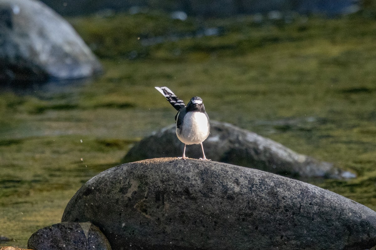 Slaty-backed Forktail - ML646101509