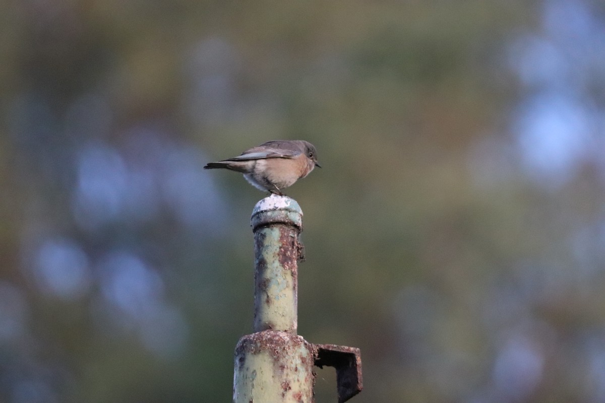 Western Bluebird - ML646101515
