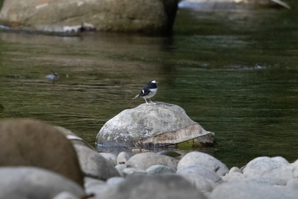 Вилохвістка гірська - ML646101516