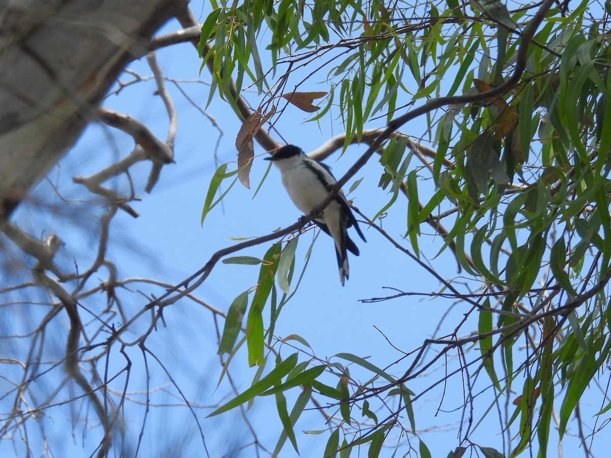White-winged Triller - ML646101517