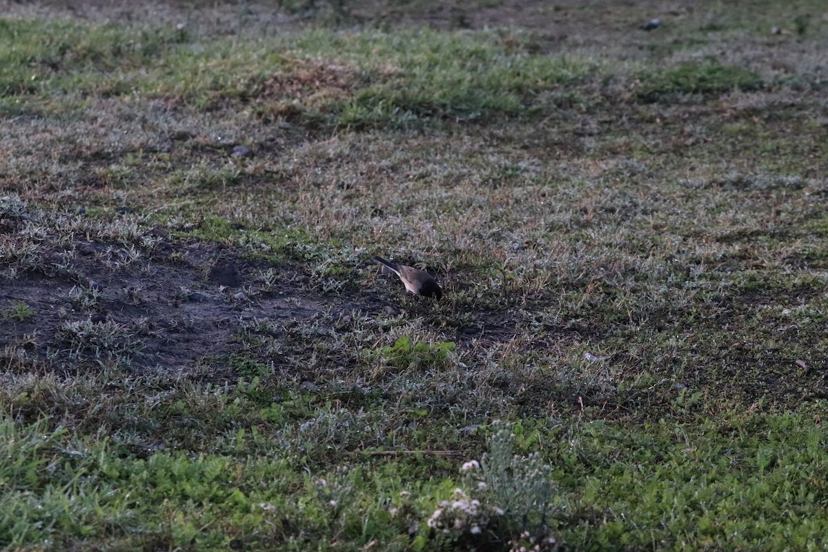 Dark-eyed Junco - ML646101520