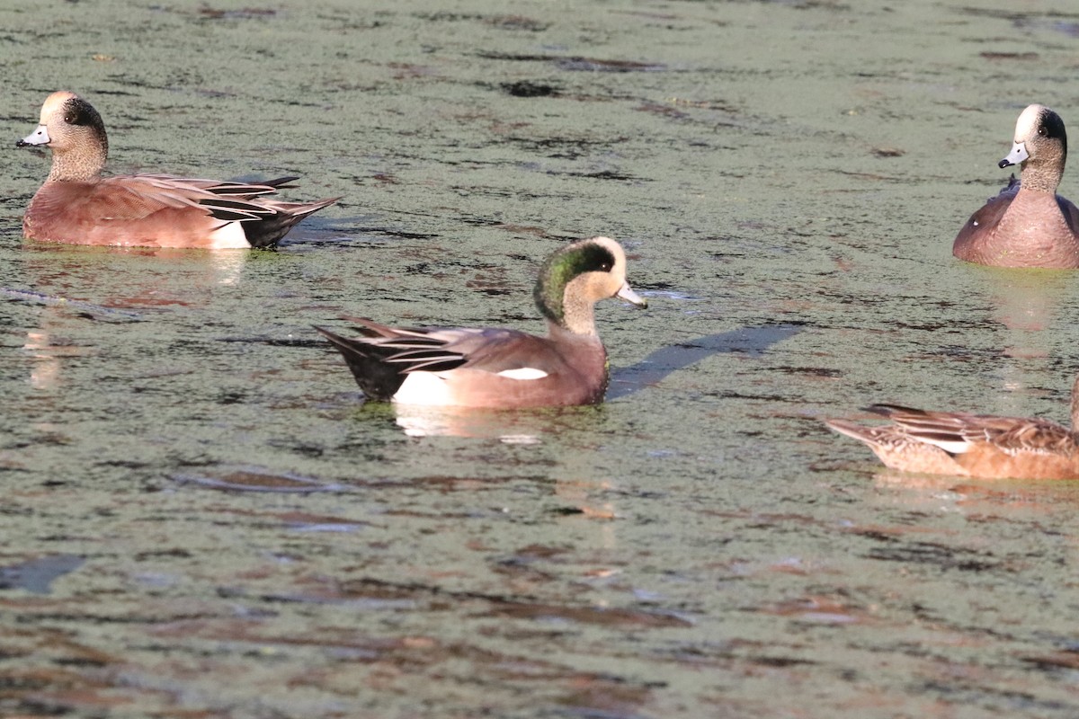 American Wigeon - ML646101534