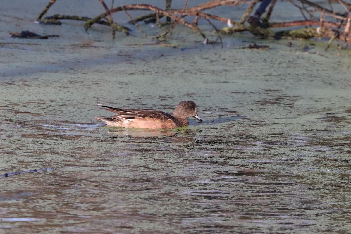 American Wigeon - ML646101535