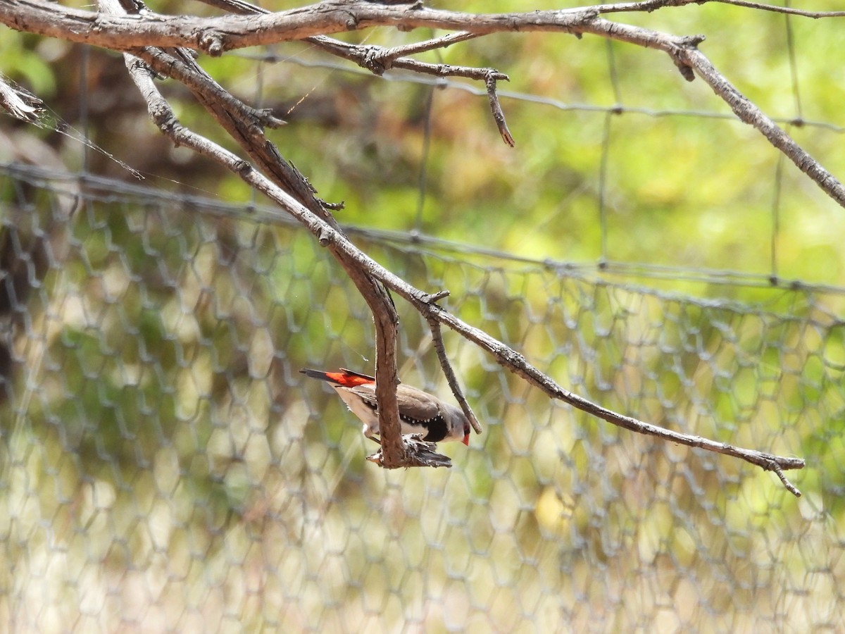 Diamond Firetail - ML646101538