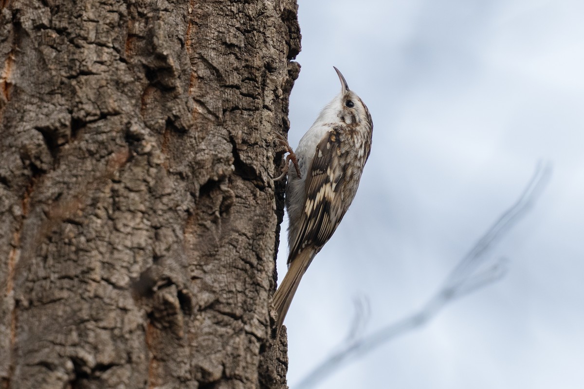 Eurasian Treecreeper - ML646101542