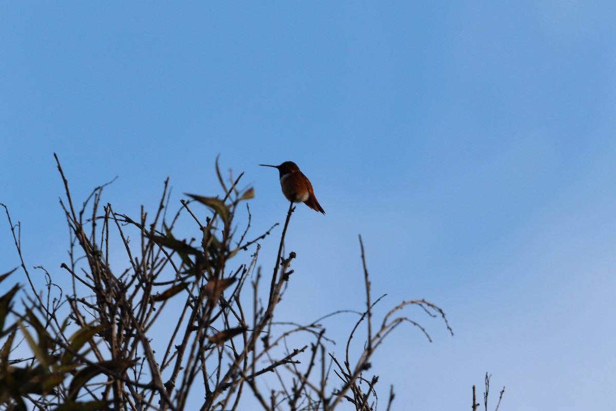 Allen's Hummingbird - ML646101543