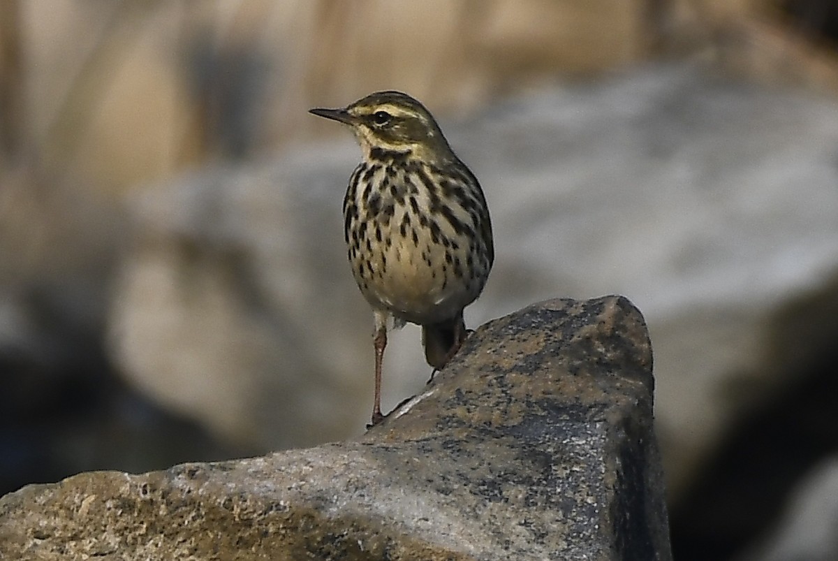 Rosy Pipit - ML646101569