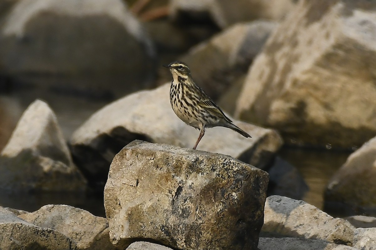 Rosy Pipit - ML646101570