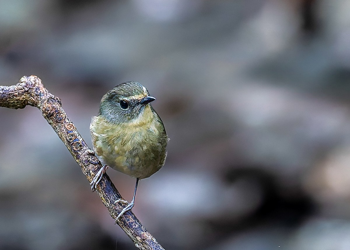 Snowy-browed Flycatcher - ML646101574